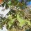Kastanien-Miniermotten auf dem Rückzug  – Keine Laubaktion in 2016